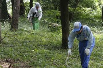 金山赤松林の保全活動